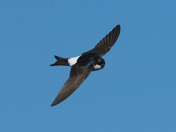 Räystäspääsky, Common House Martin, Delichon urbicum